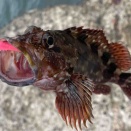 カサゴ釣りは結構掴めて来た