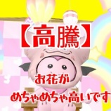 『【高騰】お花がめちゃくちゃ高いです！』の画像