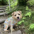 夏の寝具
