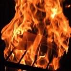 土佐料理　旬の鰹がゆく！