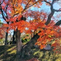 12月初めの岡山後楽園 ― 晩秋の彩りを歩く