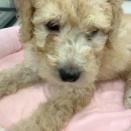 今週のわんこ🐶