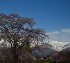 大出公園の枝垂れ桜と白馬三山。
