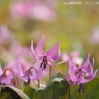 『投稿：BORG対物レンズ3種＋スリムフラットナー1.1×による春の花　2021/04/18』の画像