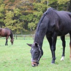 グランデラバーの会