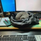 やはり目の前で寝られるのは辛い