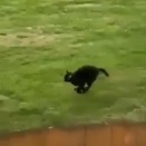 やっぱり黒猫は最高の猫。呼ぶと近くまで一目散にきてくれる黒猫。海外の反応