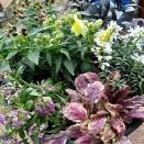 冬の庭仕事＊宿根草の寄せ植えづくり