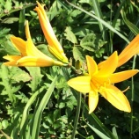 『【大野亀】カンゾウの花を守る人たち』の画像
