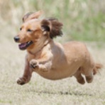 わんわんアイランド淡路島