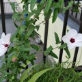 ベランダに咲く花