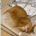 猫の余命宣告⑩いろんな誤算