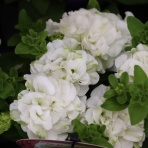 モナガーデン_中西園芸のblog