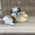 チワシーズ