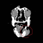 風の動物病院のブログ