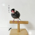 マジシャンセラによるイリュージョン