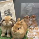 プレゼントのご紹介