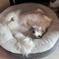 ツバメの巣が、、、(T_T)