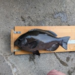 千倉港の海況日記　釣具屋あどう