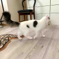 壊れないおもちゃ、発見