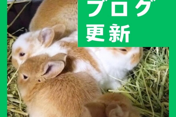 for the RABBIT on X: 