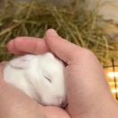 小さなぬくもり