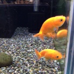ワンラブ観賞魚部門の入荷情報ブログ！