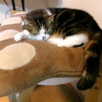 ”猫おでん”あり〼。