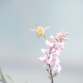 ハチが飛ぶ！
