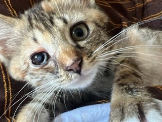 コムギ娘猫、濃すぎる2周年　20260624