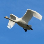 渓流釣りと食べ歩き桐生岩魚のブログ