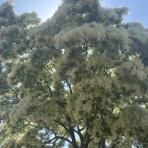 手作り雑貨、アクセサリーそして音楽も素敵【Cocokara】