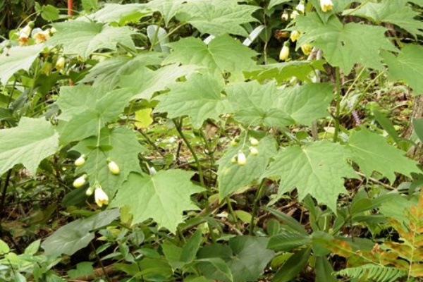 定年生活 山野草のエキ 直近で咲いた花