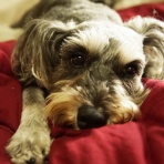 こよなく犬を愛する犬人の40代前半の弁膜症 | 心不全闘病記