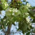 内園の八重桜　15日でしたが・・・。