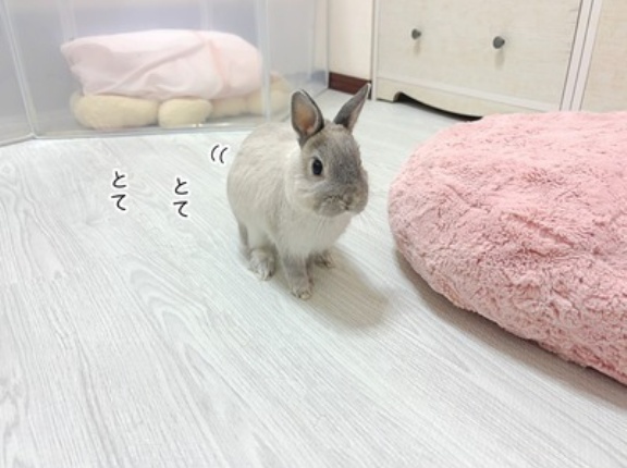 うさぎのルリ(3/5追記)