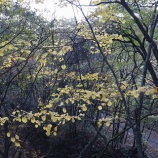 『細尾峠から夕日岳往復　-クスミ紅葉を堪能した-』の画像