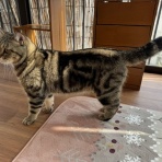 アンキャットホテルのblog