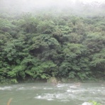 有機無農薬栽培茶　国友農園