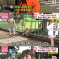 へずま氏、奈良公園ガイド歴10年以上の女性を捜索するも見つからず。知ってたらへずま氏へ連絡を