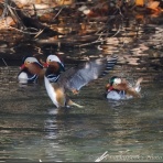 LuckyBookの野鳥不定期日記３＜備忘録＞