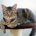 にゃんこ速報～修羅場・キチママ・生活まとめ～