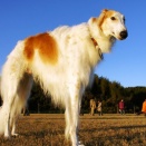 飛びつく犬のしつけ