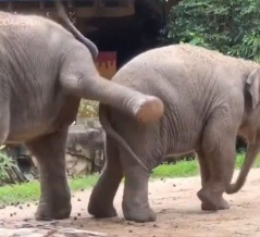 「ゾウの兄弟ゲンカってこんな感じなんだ…」微笑ましい関係