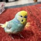 てんかんの症状その後