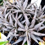 本日の多肉植物168(2026年3月2日)