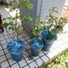 『鉢バラにカナブン産卵防止の網を取り付けました』の画像