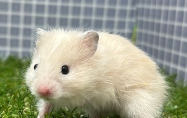 『新しい小動物さんのご紹介です🐣』の画像