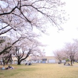 『栃木の桜★お花見万歳！』の画像