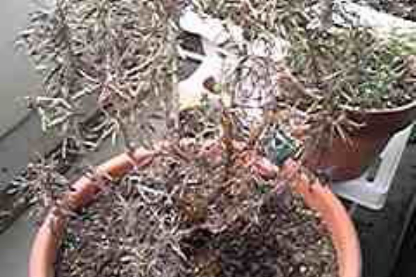 枯れてしまったローズマリー へなちょこ日記